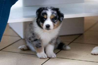 Voyou chiot bleu merle