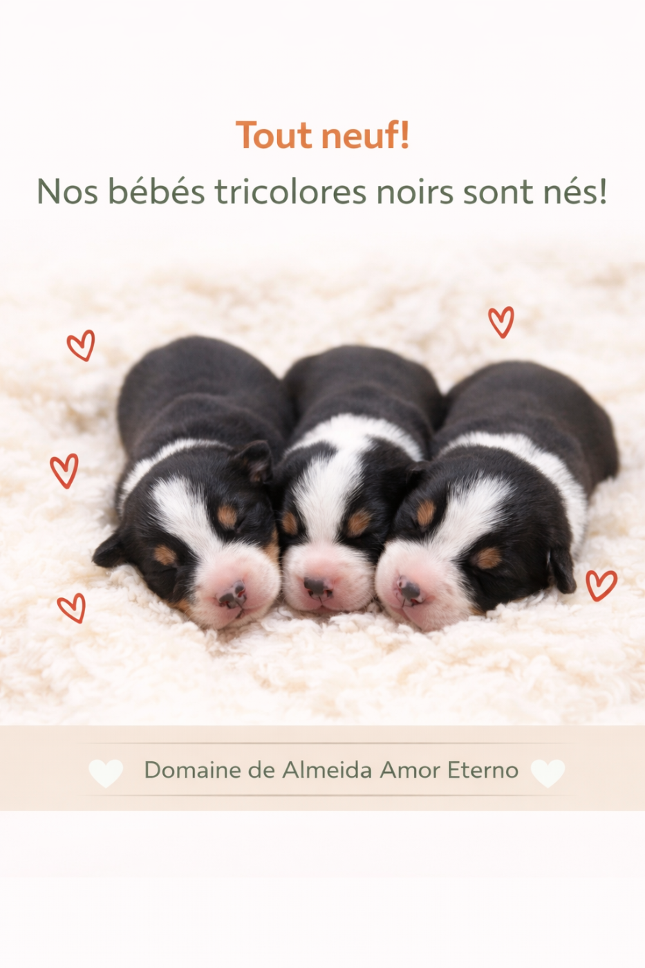 Les bébés sont nés !!!;-)