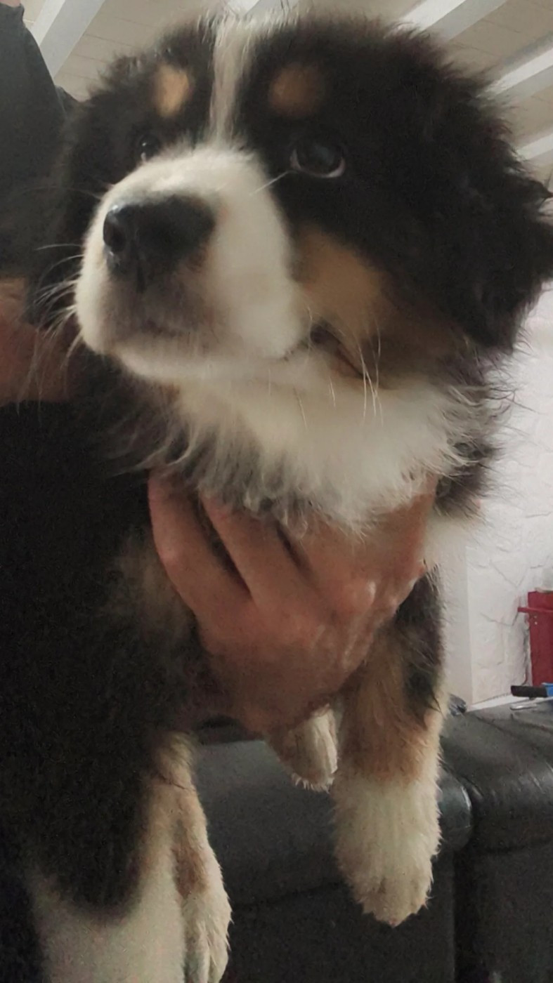 Plus que 2 chiots disponibles