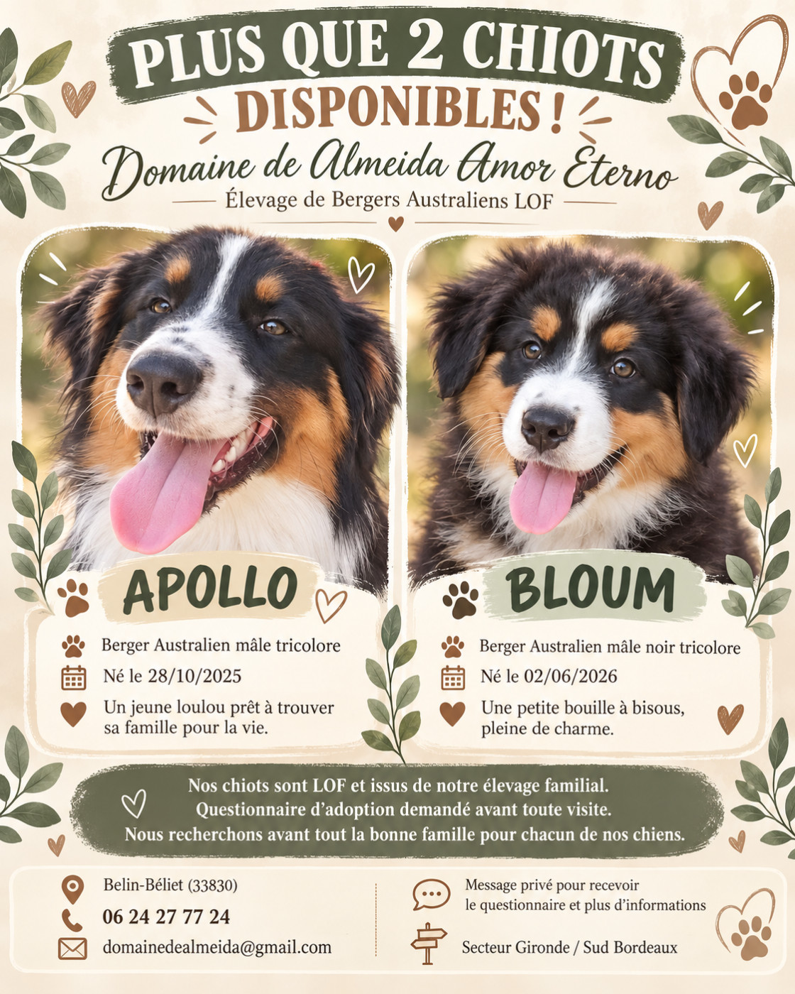 Plus que 2 chiots disponibles