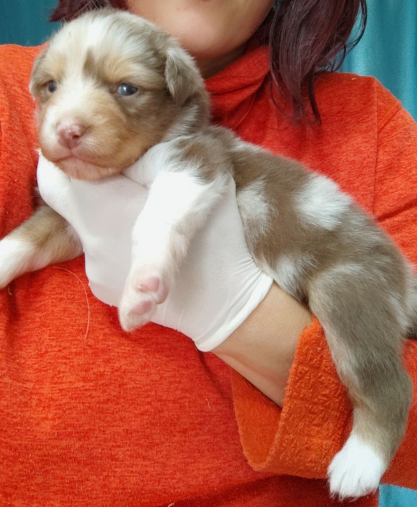 Domaine De Almeida Amor Eterno - Chiots disponibles - Berger Australien