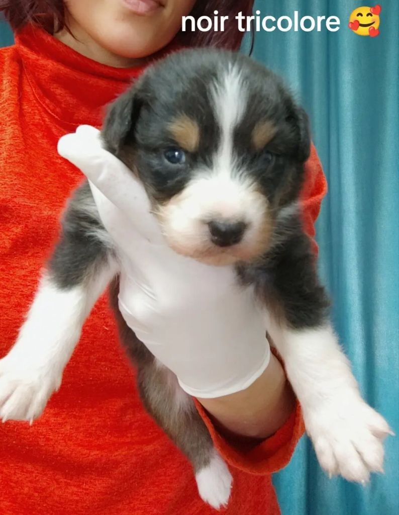 Domaine De Almeida Amor Eterno - Chiots disponibles - Berger Australien