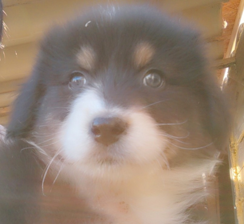 Domaine De Almeida Amor Eterno - Chiots disponibles - Berger Australien