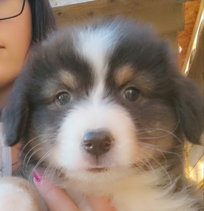 Domaine De Almeida Amor Eterno - Chiots disponibles - Berger Australien