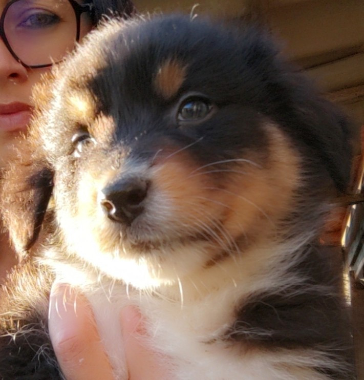Domaine De Almeida Amor Eterno - Chiots disponibles - Berger Australien