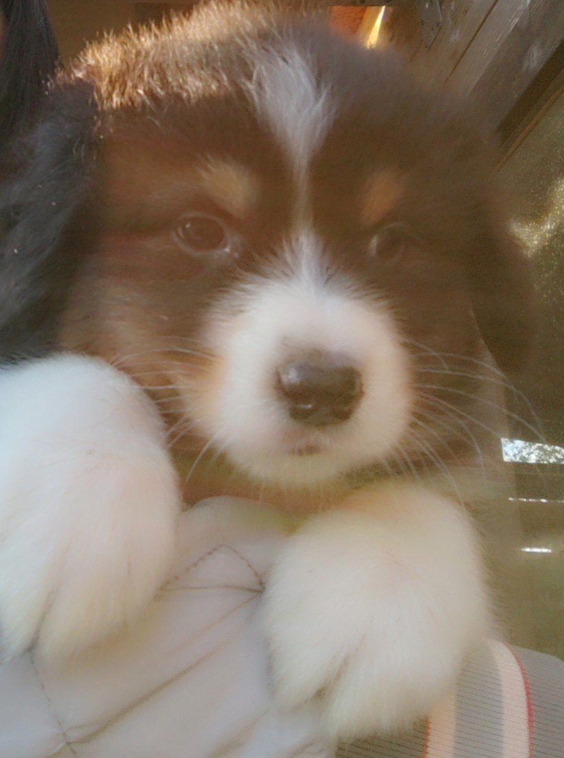 Domaine De Almeida Amor Eterno - Chiots disponibles - Berger Australien