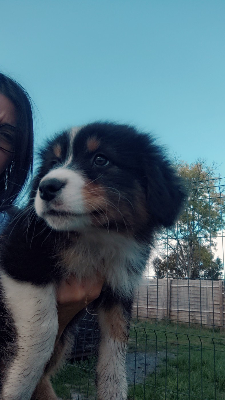 Domaine De Almeida Amor Eterno - Chiots disponibles - Berger Australien