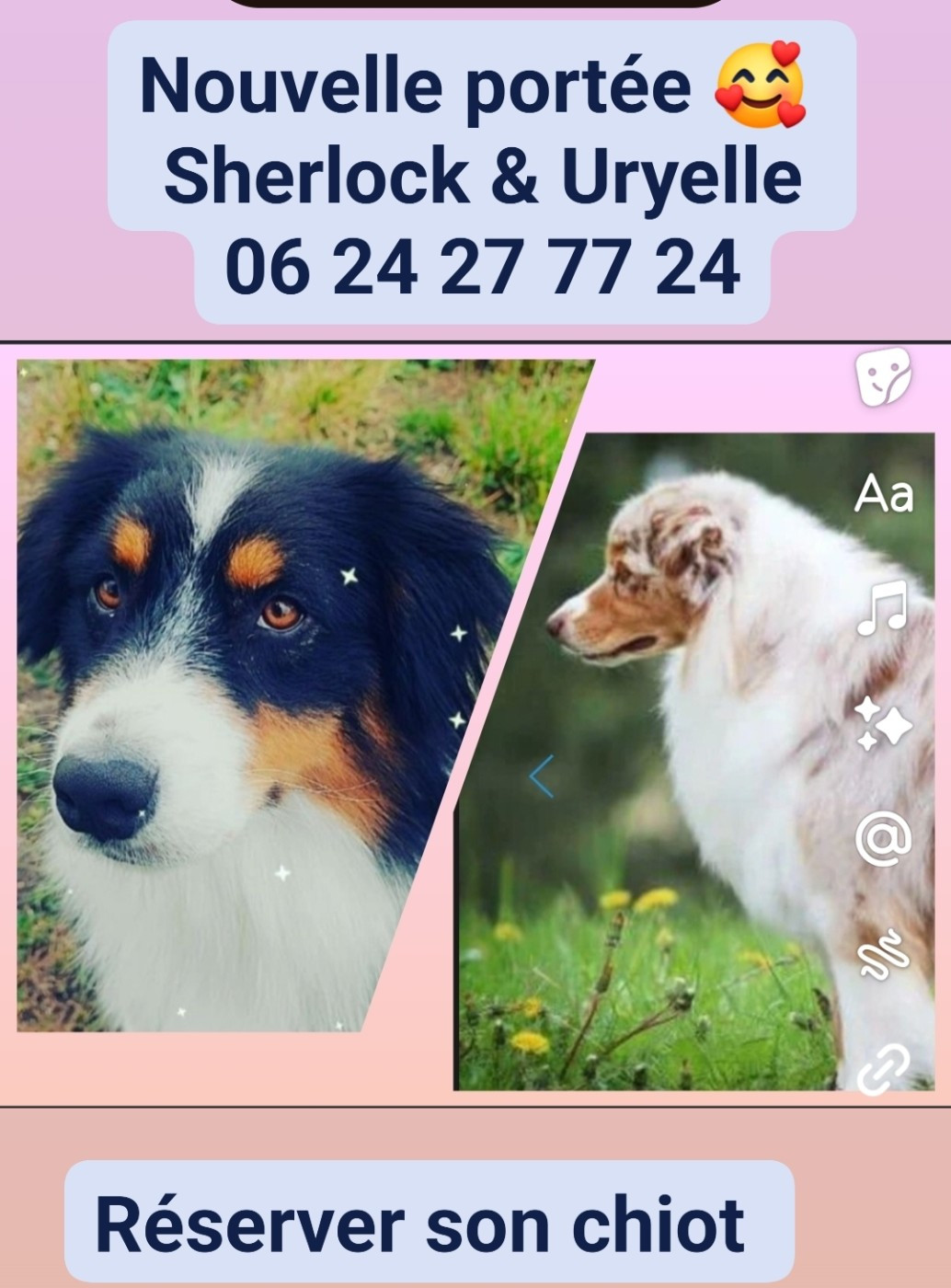 Chiot Berger Australien Domaine De Almeida Amor Eterno