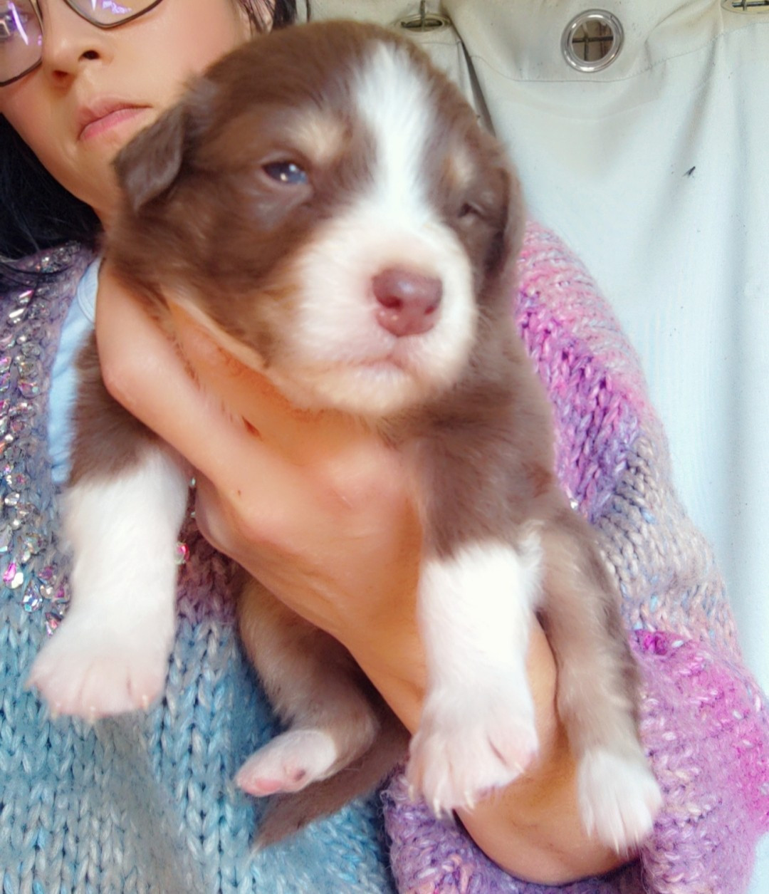 Domaine De Almeida Amor Eterno - Chiots disponibles - Berger Australien