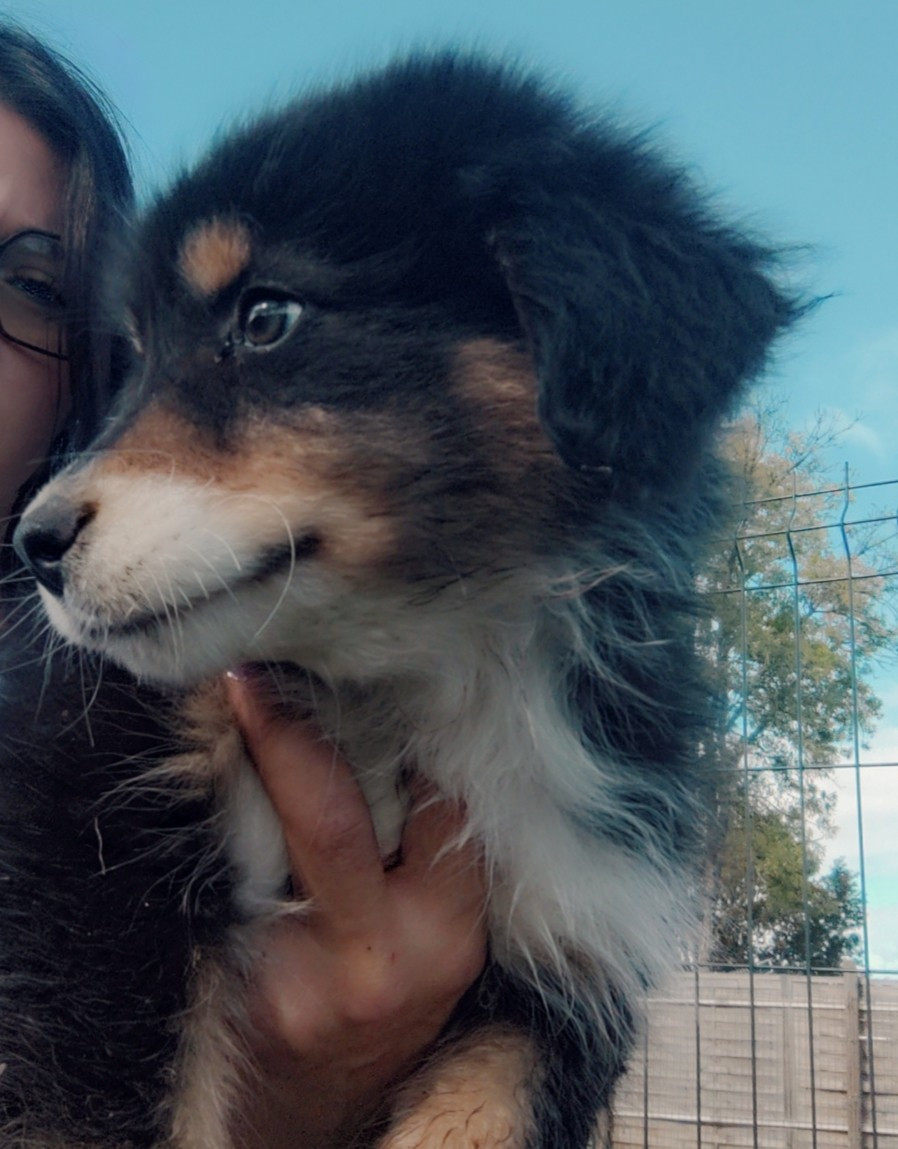 Domaine De Almeida Amor Eterno - Chiots disponibles - Berger Australien