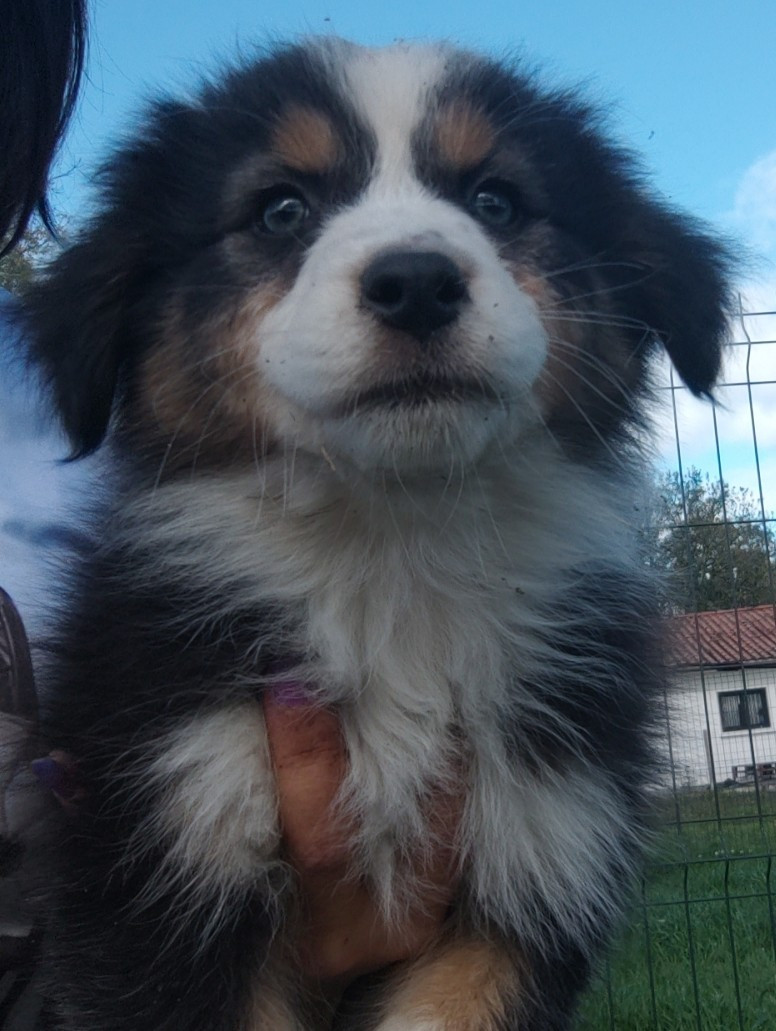 Domaine De Almeida Amor Eterno - Chiots disponibles - Berger Australien