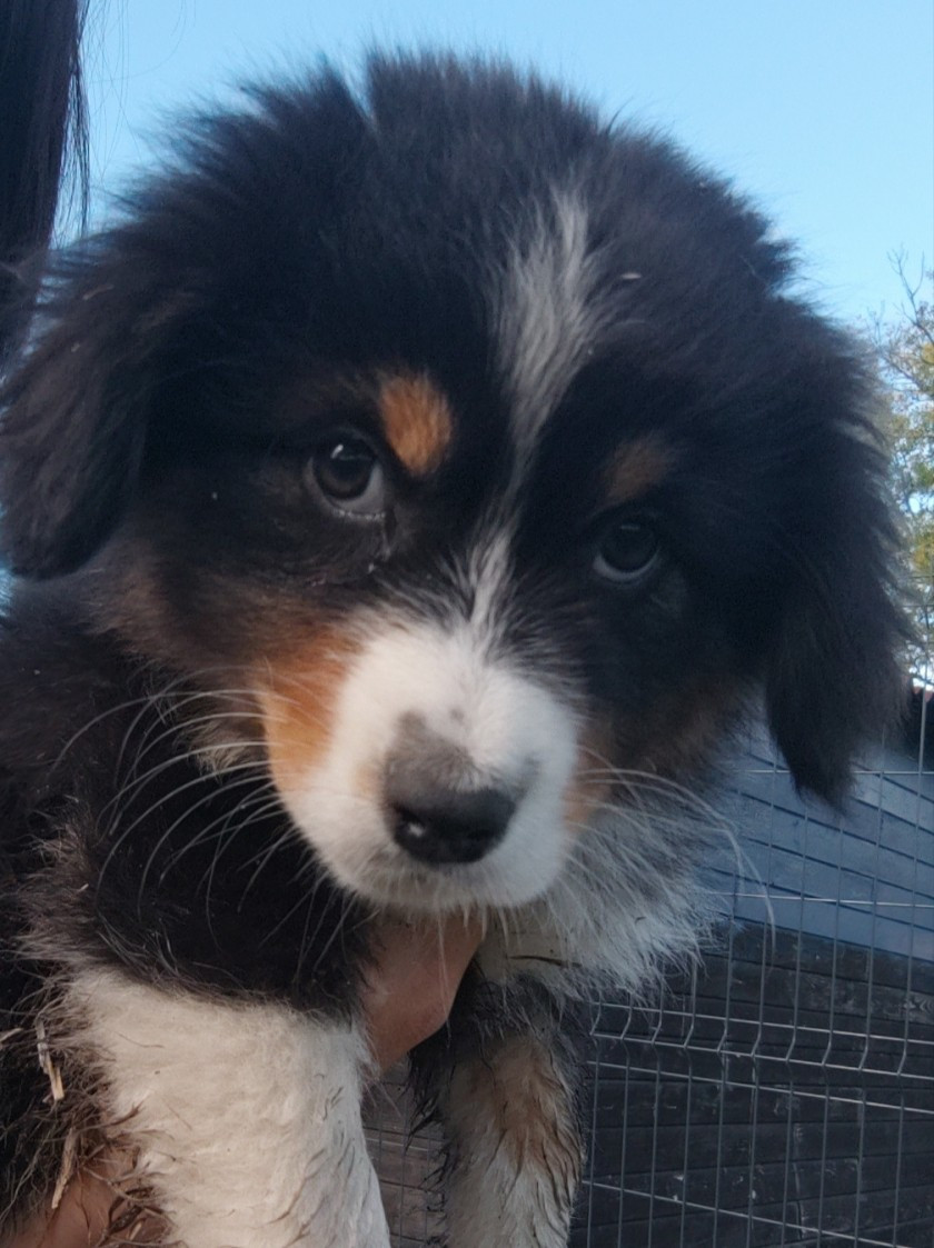 Domaine De Almeida Amor Eterno - Chiots disponibles - Berger Australien