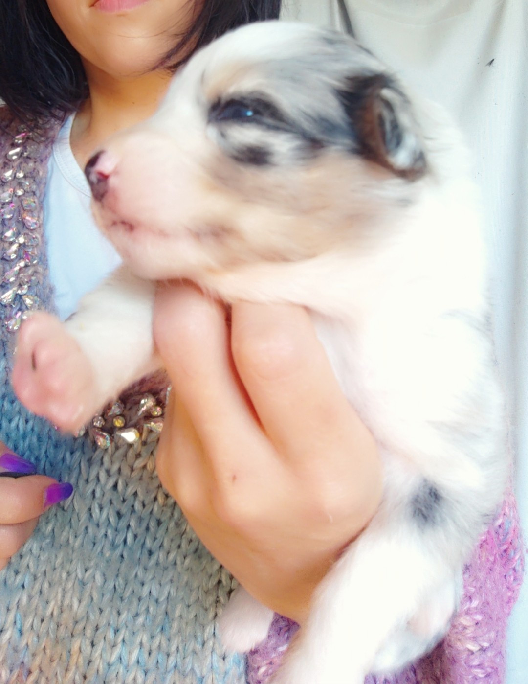 Domaine De Almeida Amor Eterno - Chiots disponibles - Berger Australien