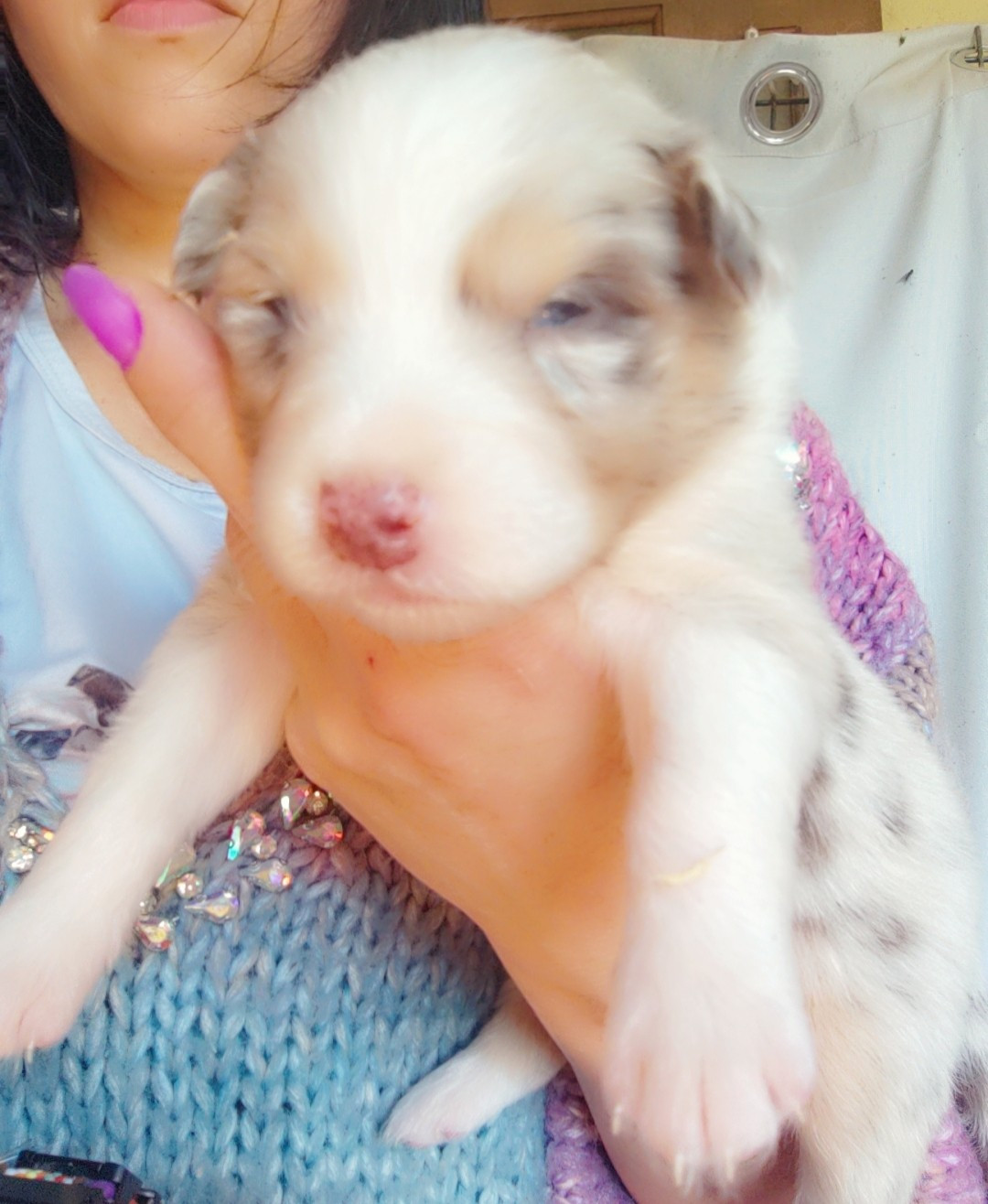 Domaine De Almeida Amor Eterno - Chiots disponibles - Berger Australien