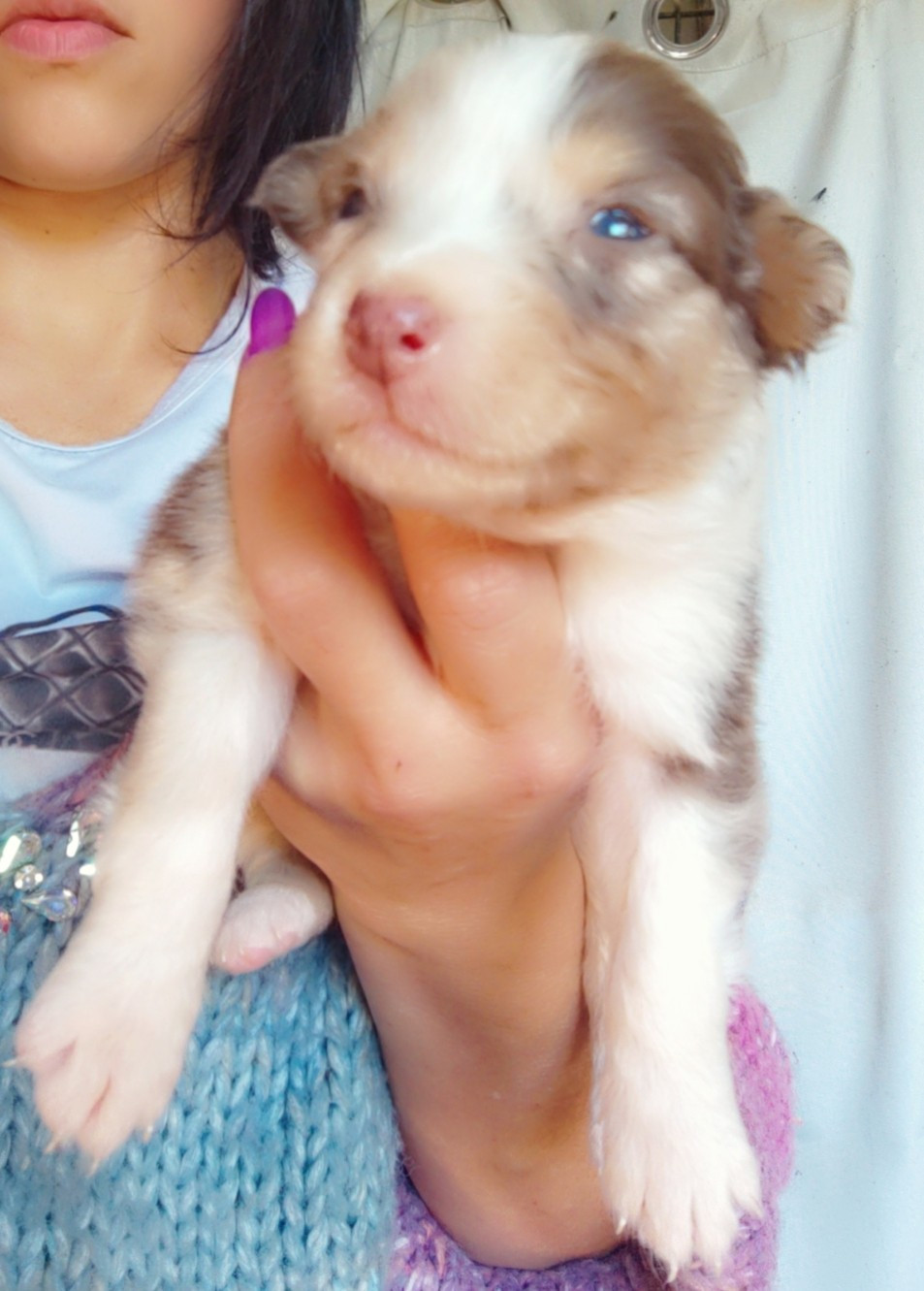 Domaine De Almeida Amor Eterno - Chiots disponibles - Berger Australien