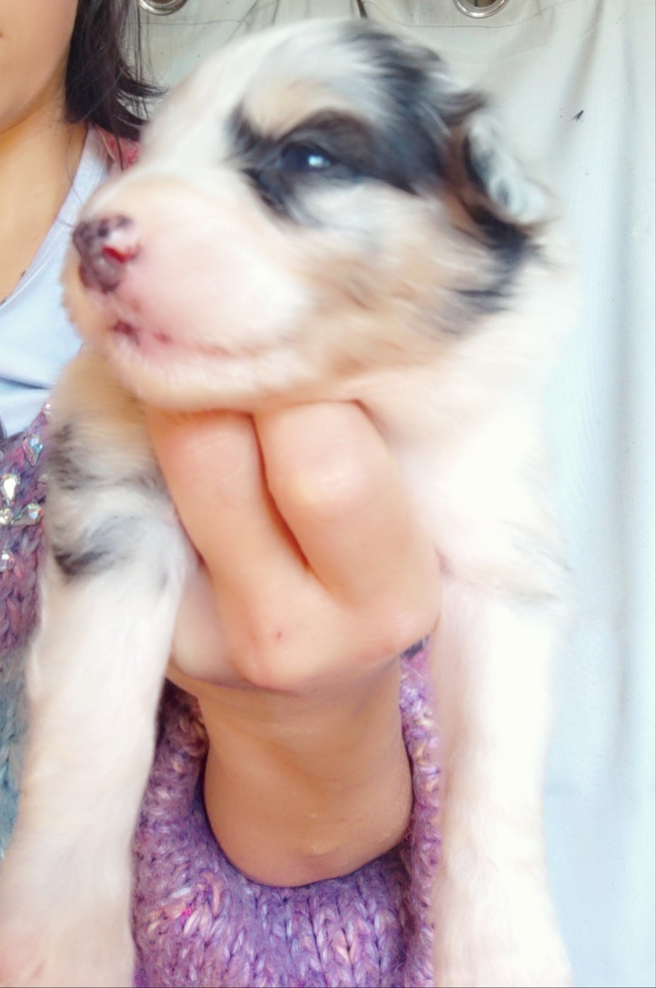 Domaine De Almeida Amor Eterno - Chiots disponibles - Berger Australien