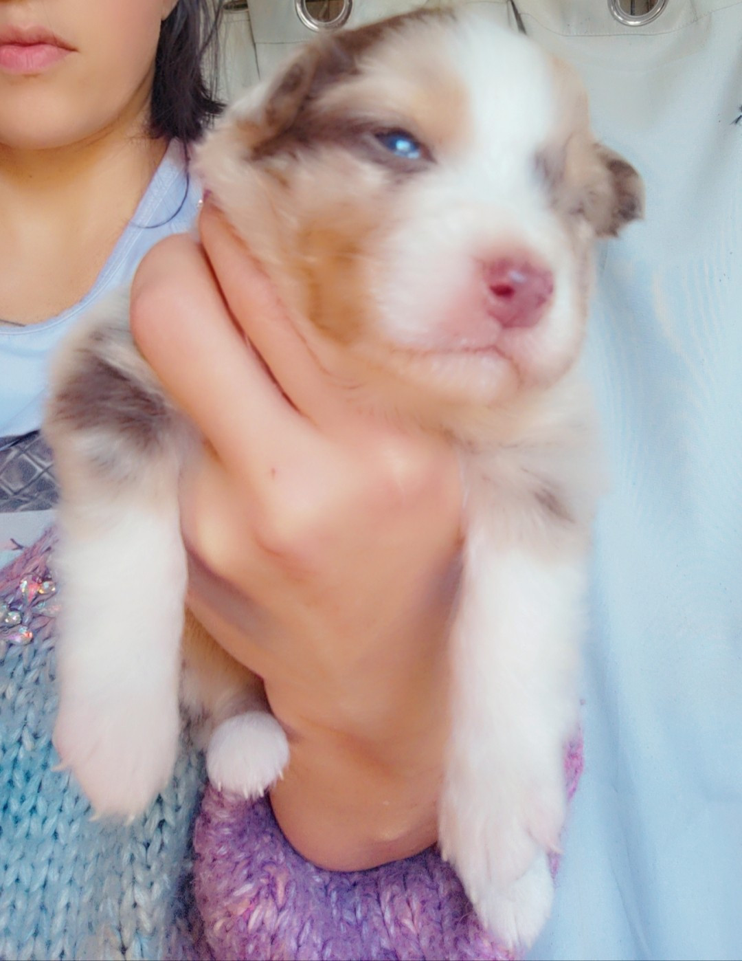 Domaine De Almeida Amor Eterno - Chiots disponibles - Berger Australien