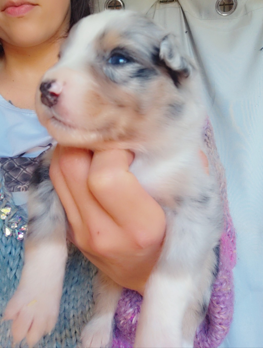 Domaine De Almeida Amor Eterno - Chiots disponibles - Berger Australien