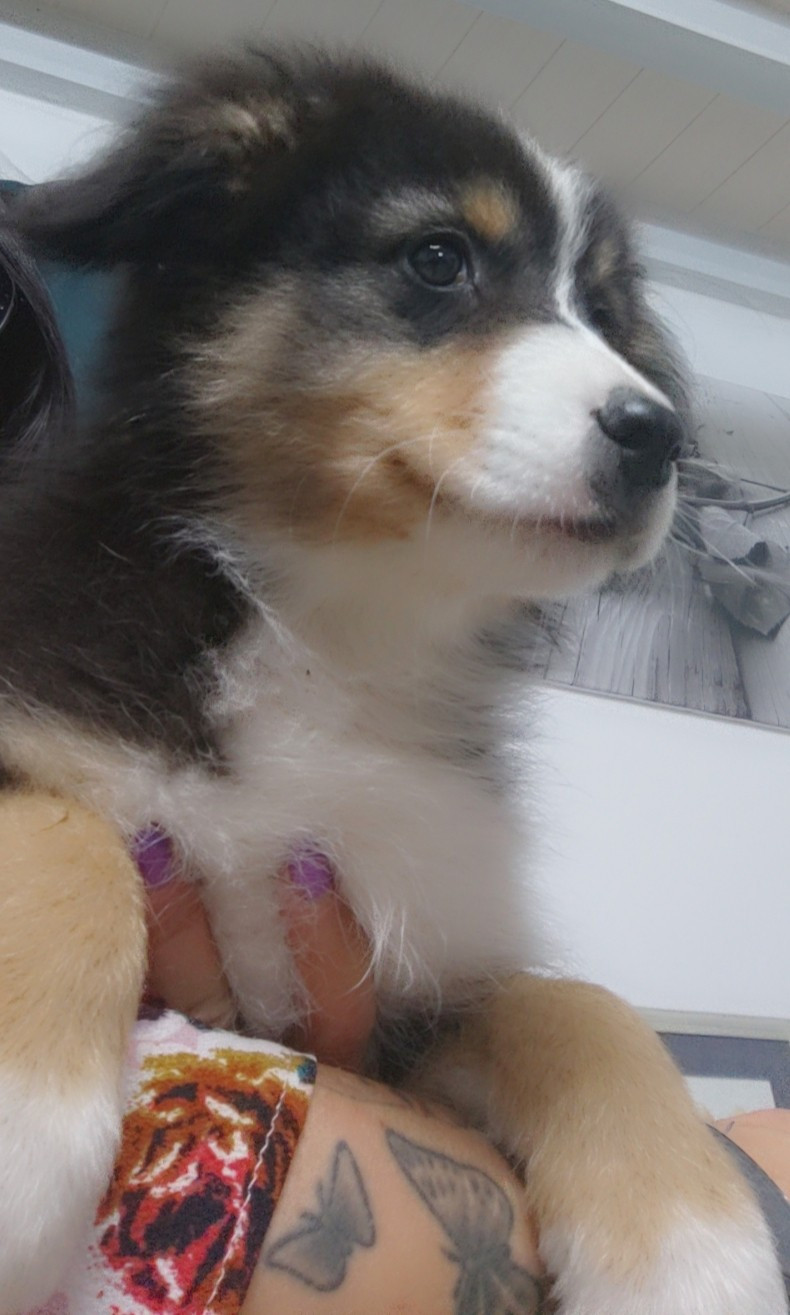 Domaine De Almeida Amor Eterno - Chiots disponibles - Berger Australien