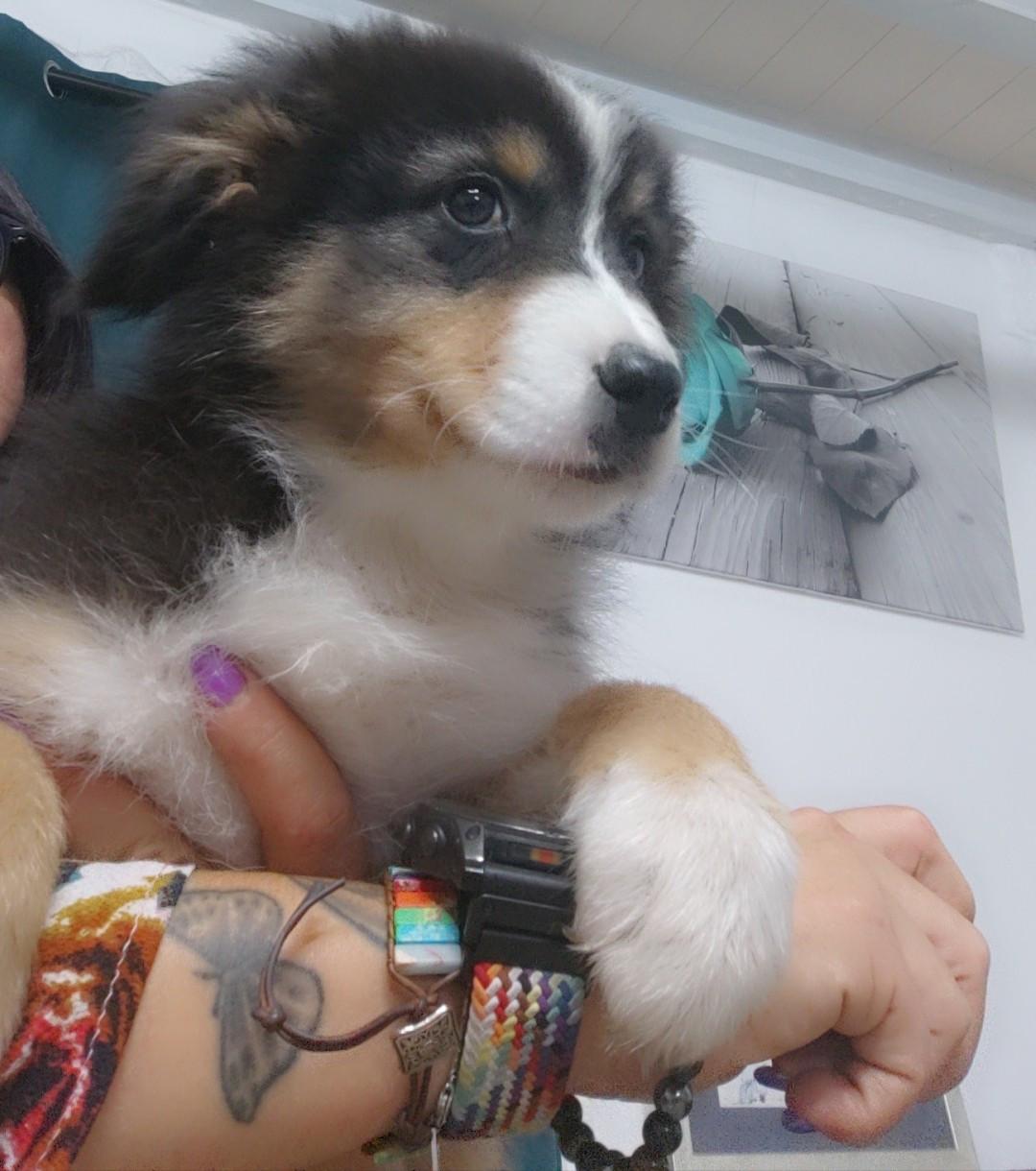 Domaine De Almeida Amor Eterno - Chiots disponibles - Berger Australien