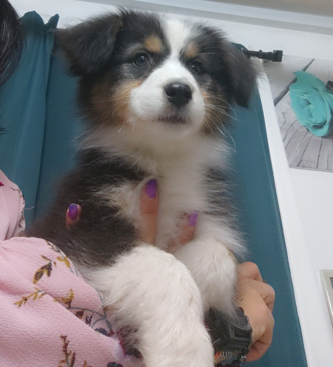 Domaine De Almeida Amor Eterno - Chiots disponibles - Berger Australien