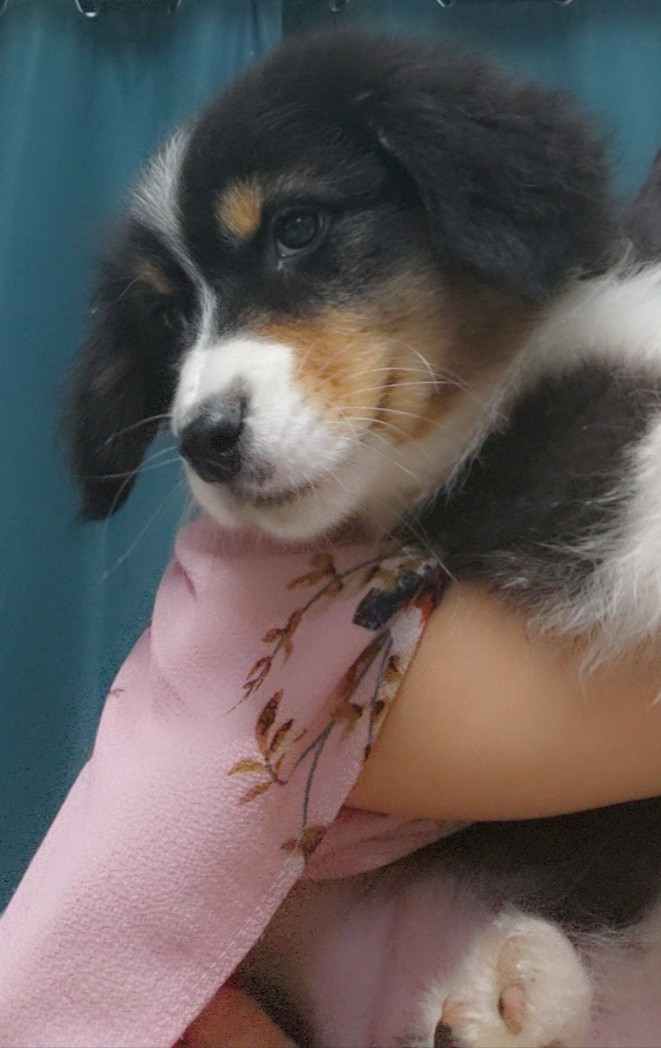 Domaine De Almeida Amor Eterno - Chiots disponibles - Berger Australien