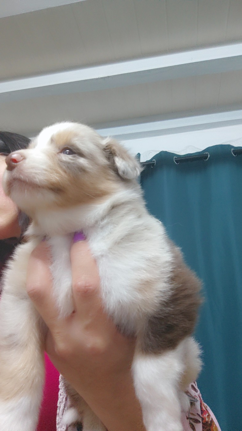 Domaine De Almeida Amor Eterno - Chiots disponibles - Berger Australien