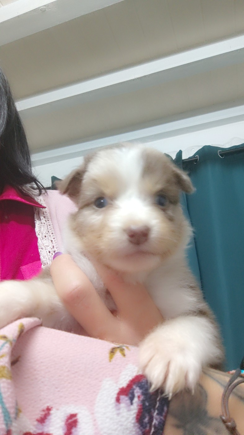 Domaine De Almeida Amor Eterno - Chiots disponibles - Berger Australien