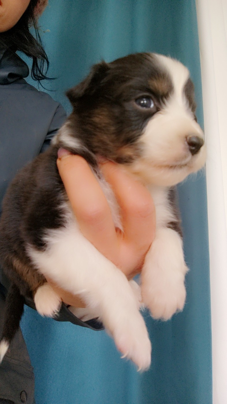 Domaine De Almeida Amor Eterno - Chiots disponibles - Berger Australien