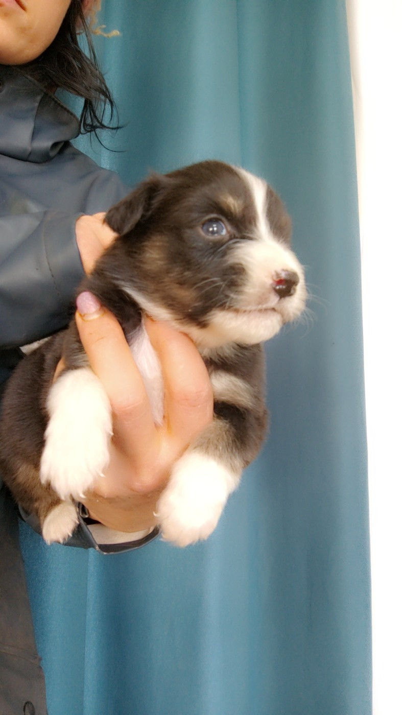 Domaine De Almeida Amor Eterno - Chiots disponibles - Berger Australien