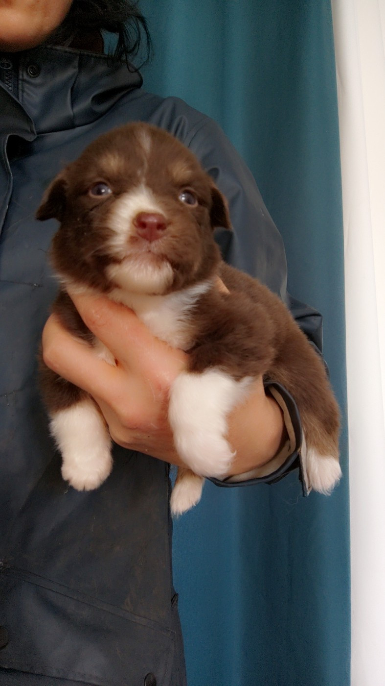 Domaine De Almeida Amor Eterno - Chiots disponibles - Berger Australien