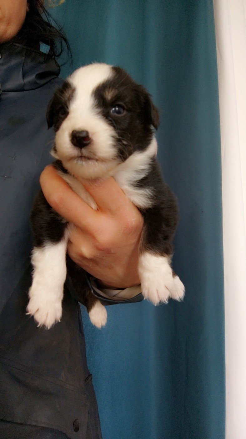 Domaine De Almeida Amor Eterno - Chiots disponibles - Berger Australien