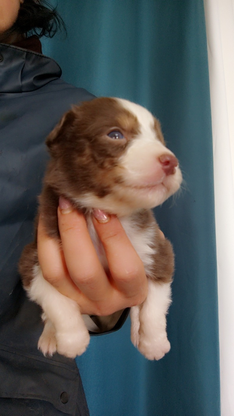 Domaine De Almeida Amor Eterno - Chiots disponibles - Berger Australien