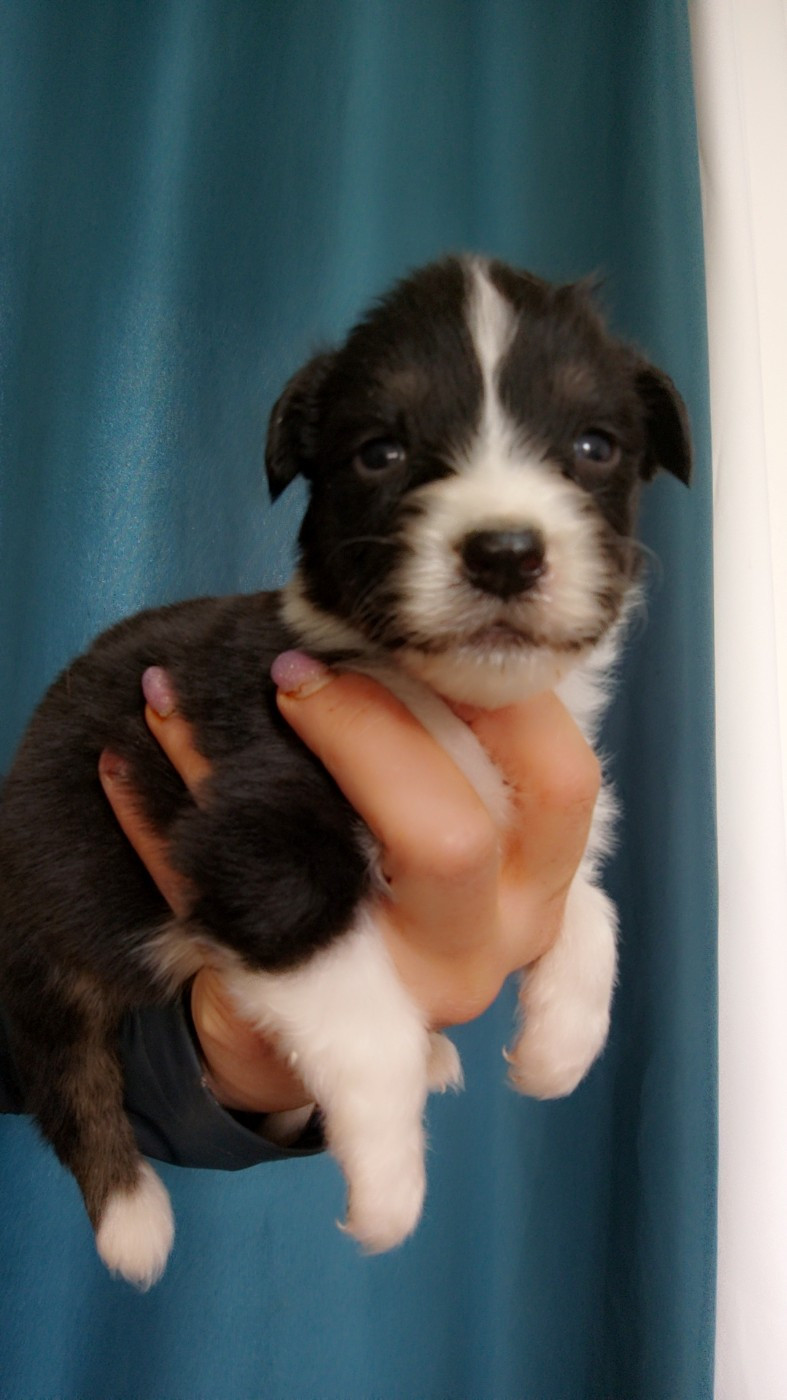 Domaine De Almeida Amor Eterno - Chiots disponibles - Berger Australien