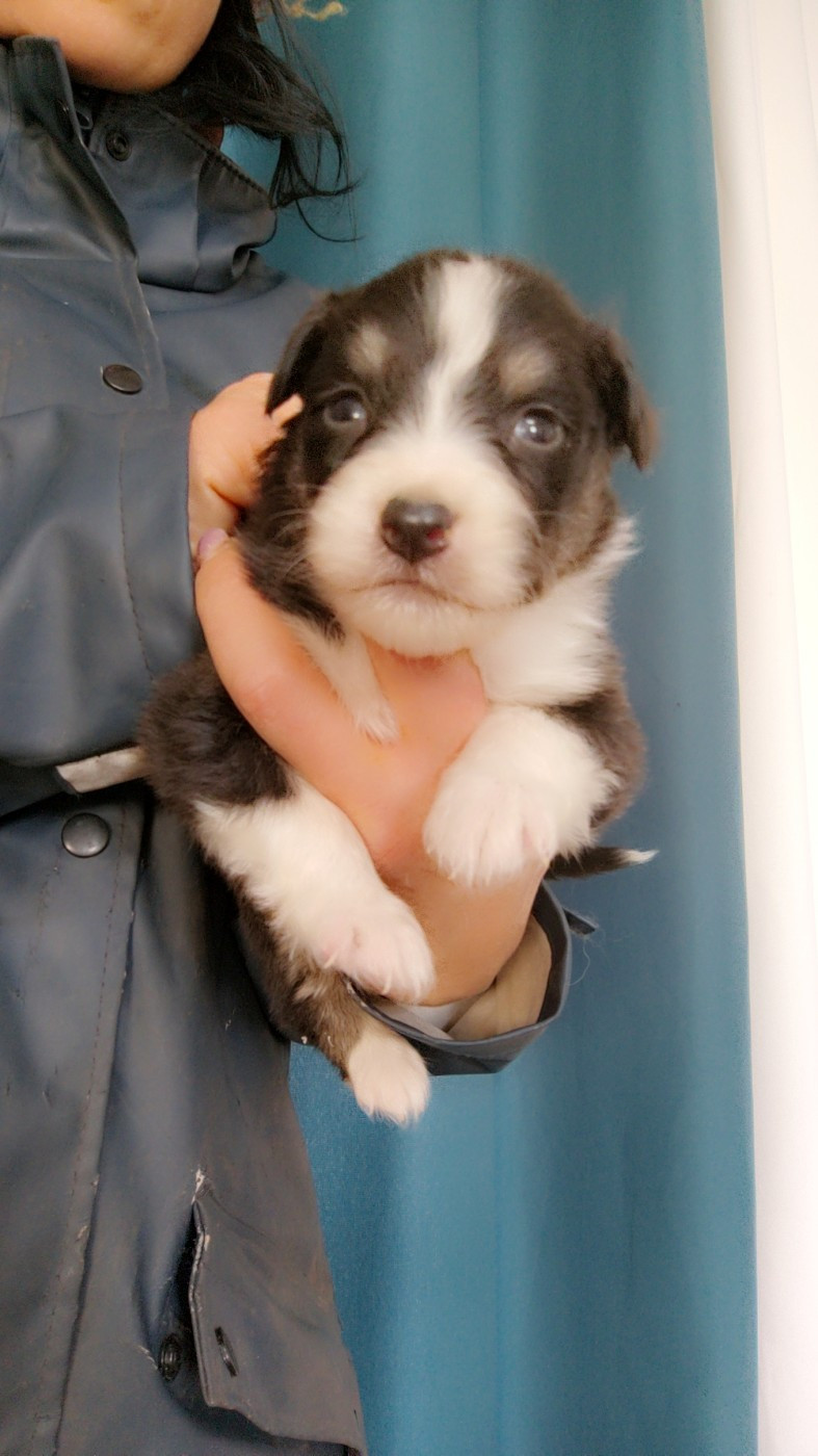 Domaine De Almeida Amor Eterno - Chiots disponibles - Berger Australien