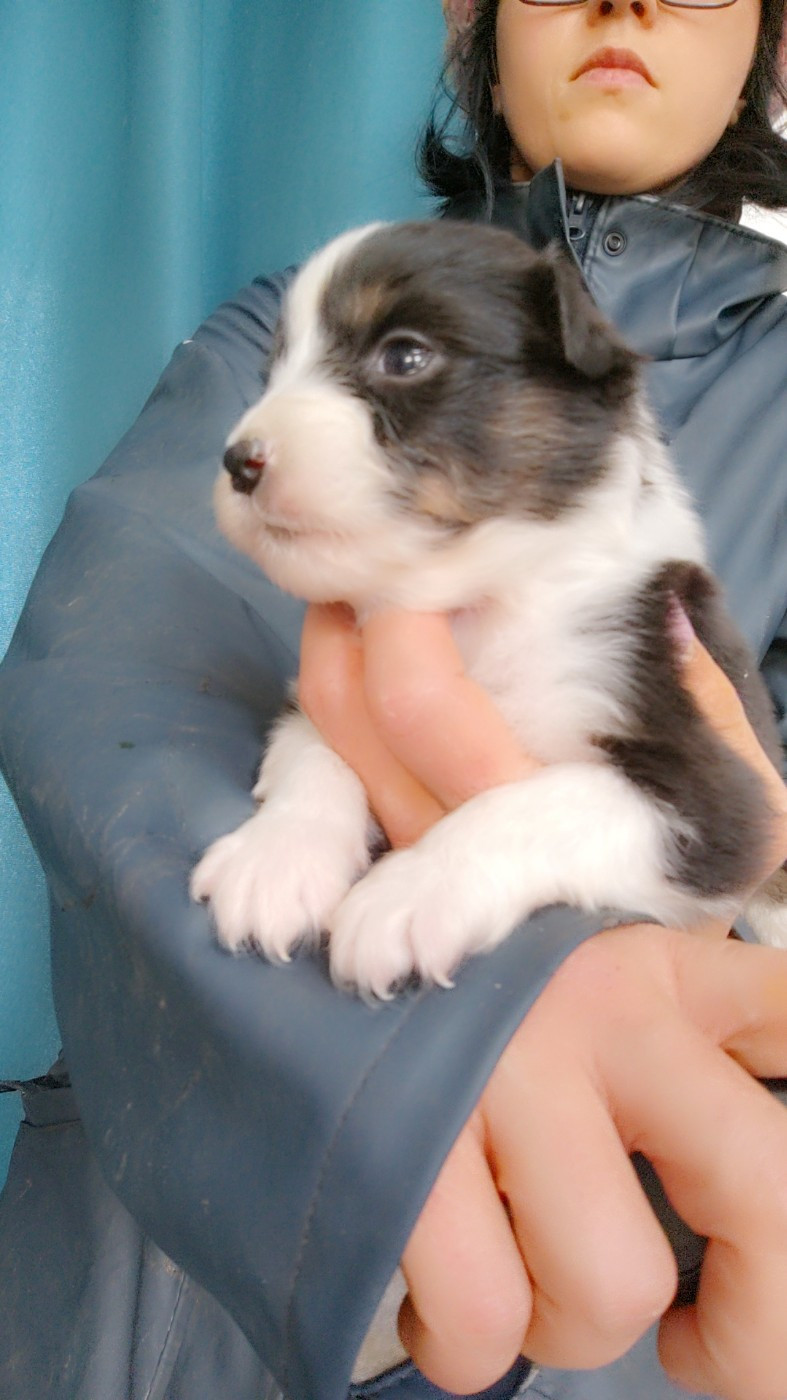 Domaine De Almeida Amor Eterno - Chiots disponibles - Berger Australien