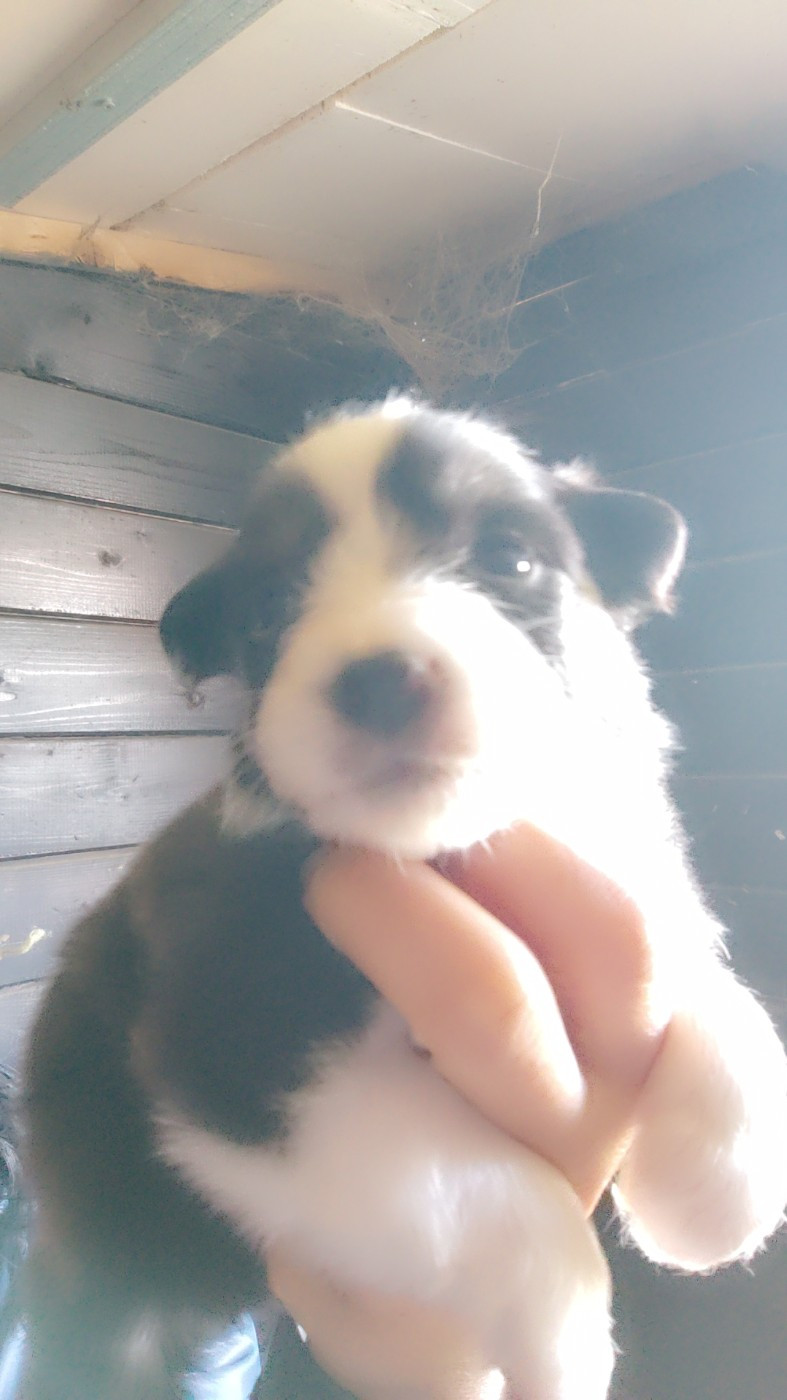 Domaine De Almeida Amor Eterno - Chiots disponibles - Berger Australien