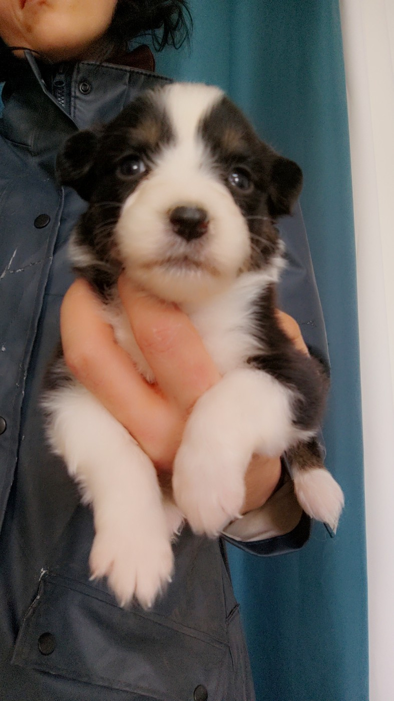 Domaine De Almeida Amor Eterno - Chiots disponibles - Berger Australien