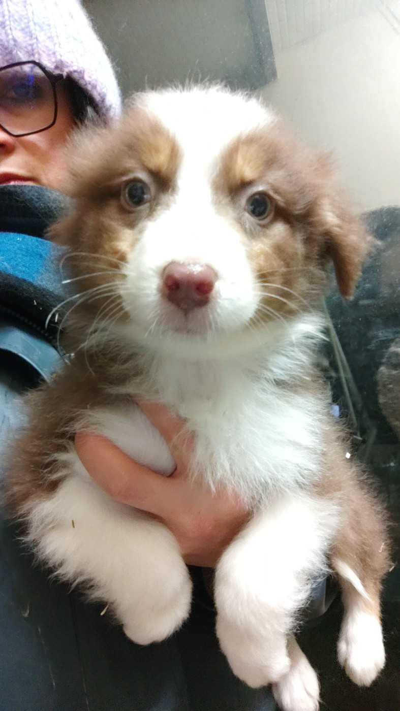 Domaine De Almeida Amor Eterno - Chiots disponibles - Berger Australien