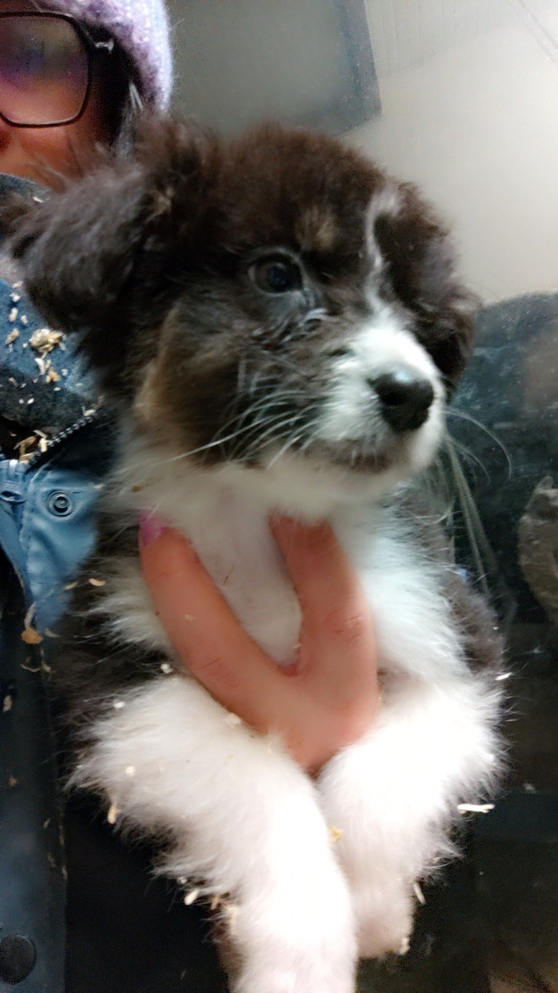 Domaine De Almeida Amor Eterno - Chiots disponibles - Berger Australien