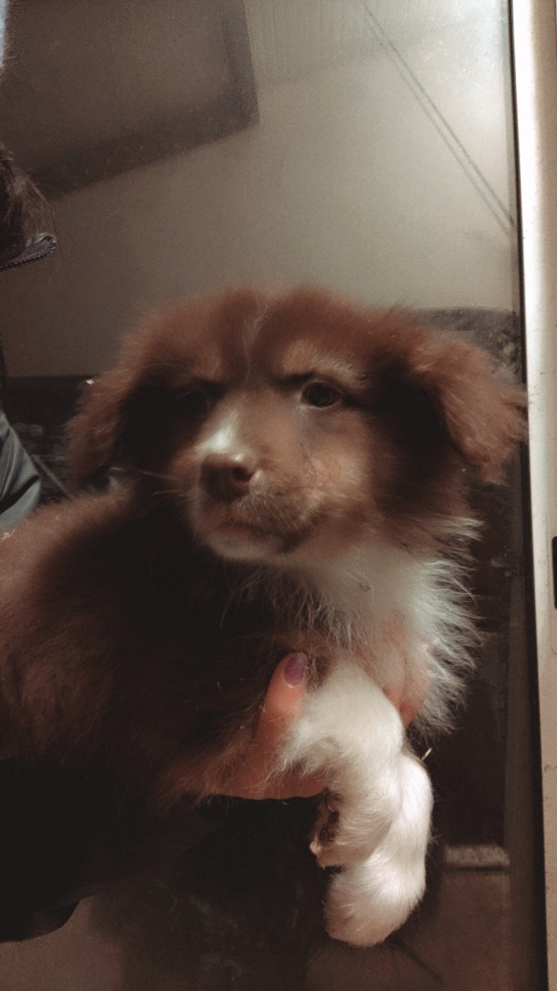 Domaine De Almeida Amor Eterno - Chiots disponibles - Berger Australien