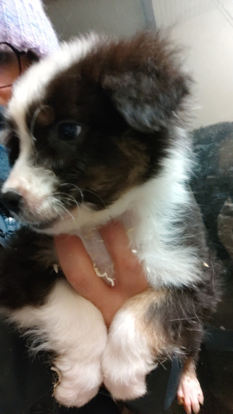 Domaine De Almeida Amor Eterno - Chiots disponibles - Berger Australien