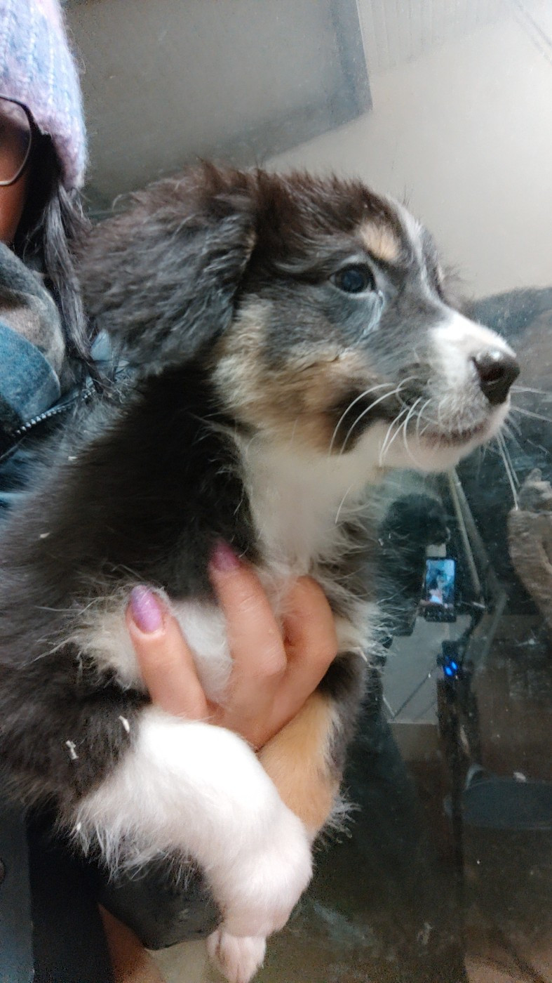 Domaine De Almeida Amor Eterno - Chiots disponibles - Berger Australien