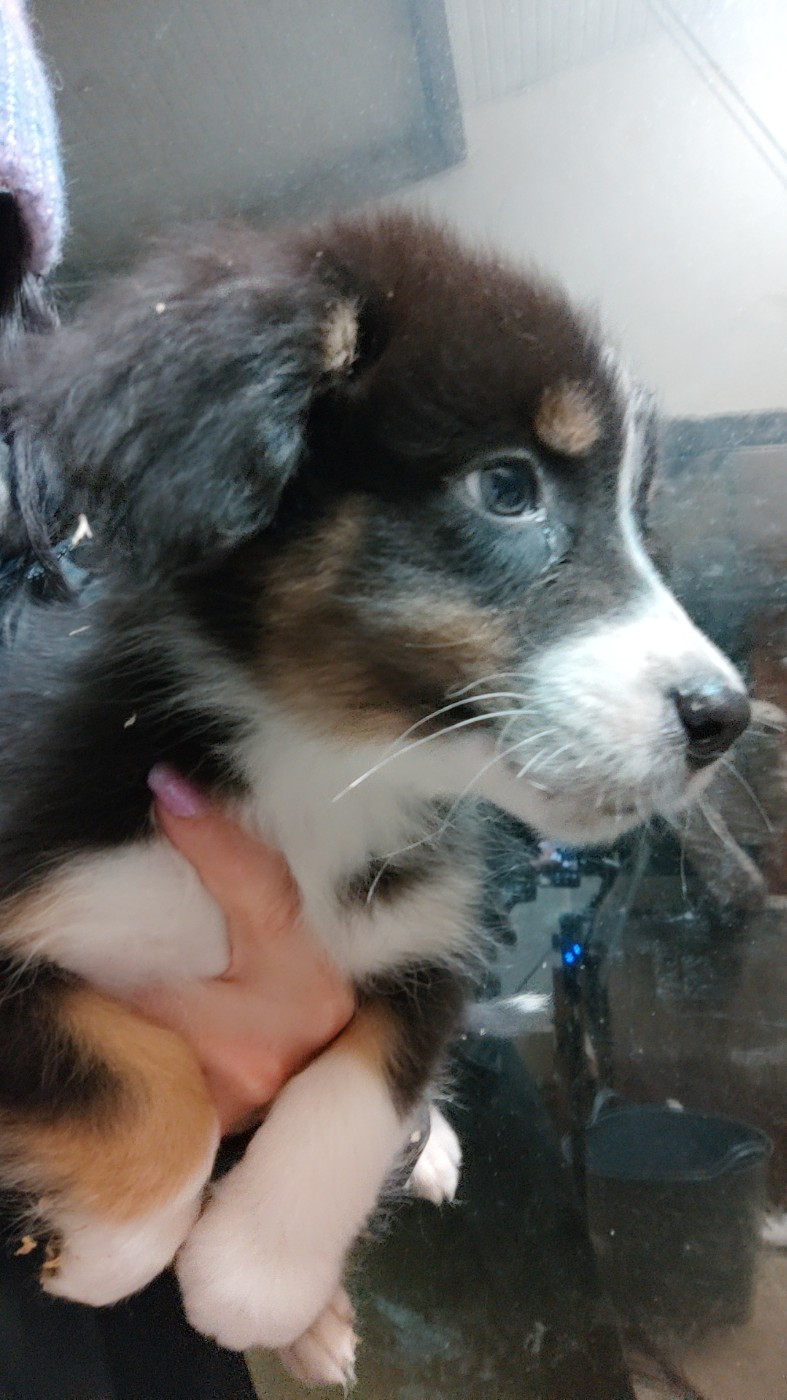 Domaine De Almeida Amor Eterno - Chiots disponibles - Berger Australien