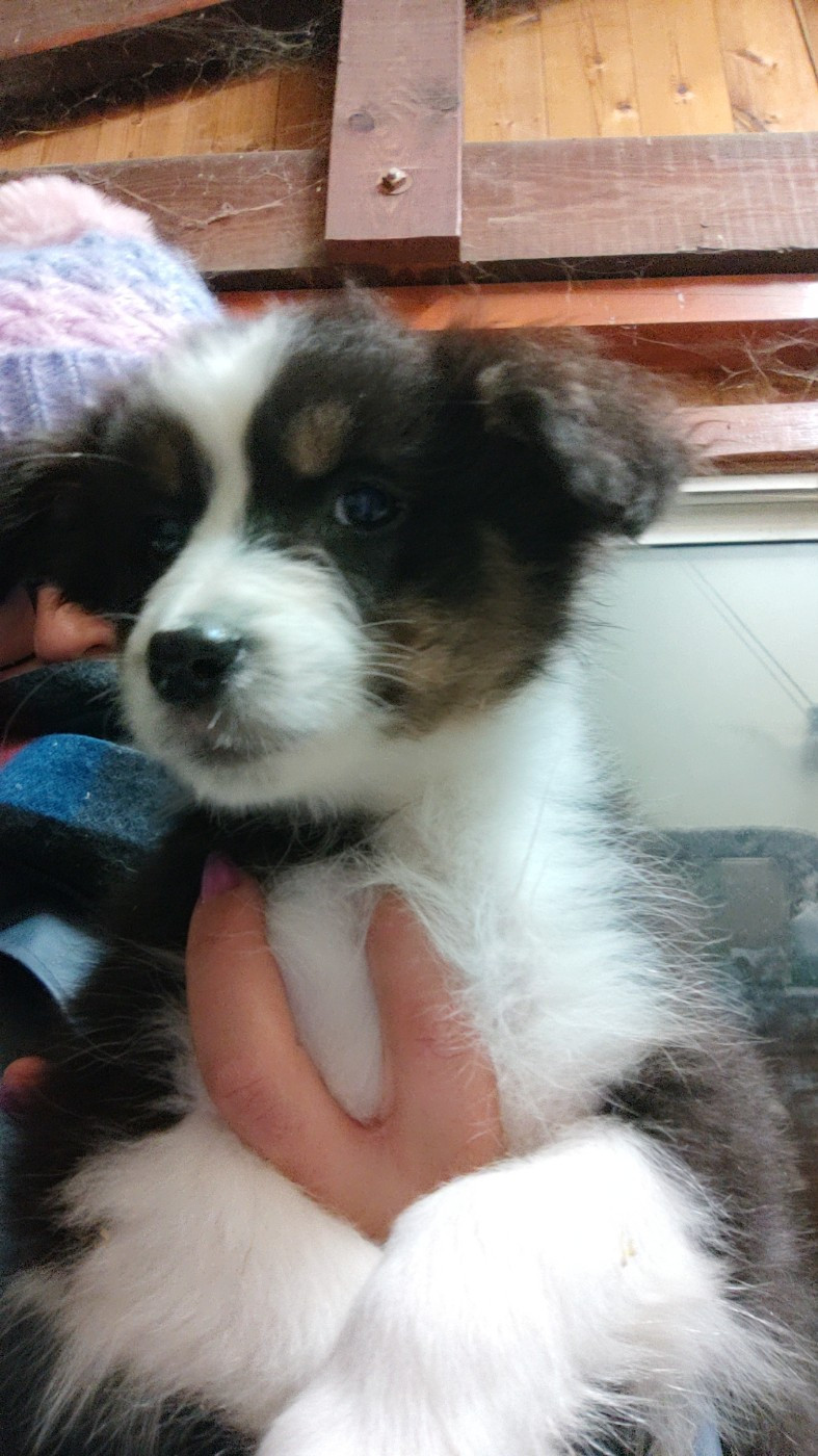 Domaine De Almeida Amor Eterno - Chiots disponibles - Berger Australien