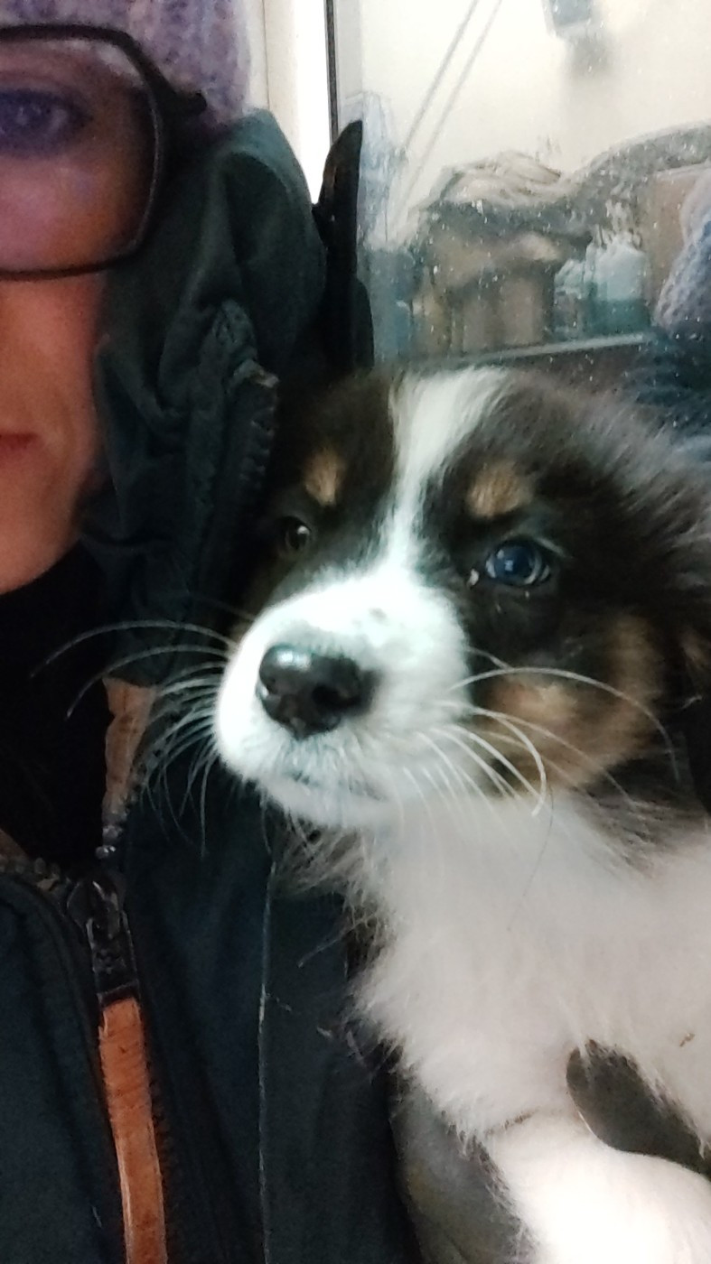 Domaine De Almeida Amor Eterno - Chiots disponibles - Berger Australien