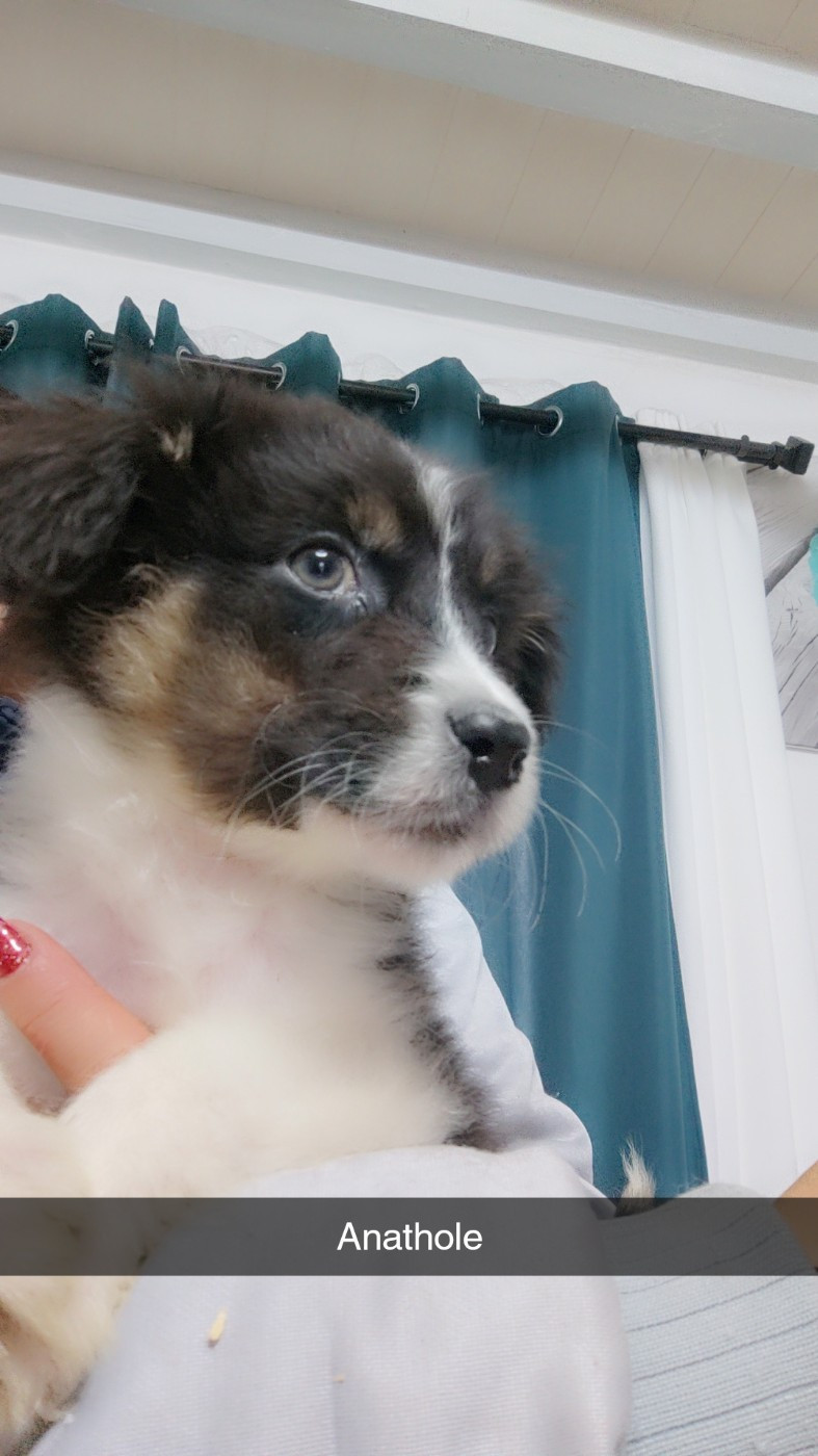 Domaine De Almeida Amor Eterno - Chiots disponibles - Berger Australien