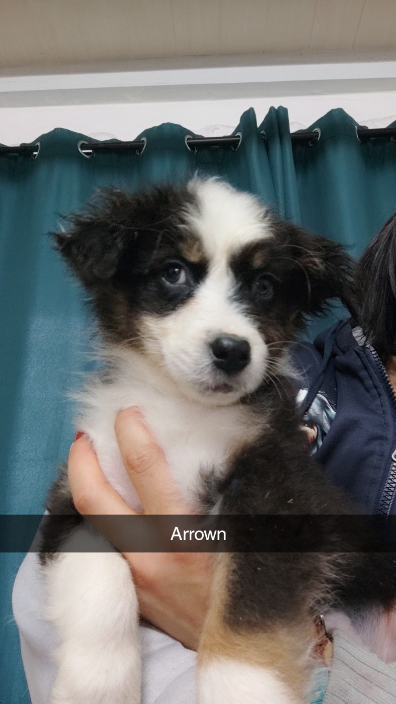 Domaine De Almeida Amor Eterno - Chiots disponibles - Berger Australien