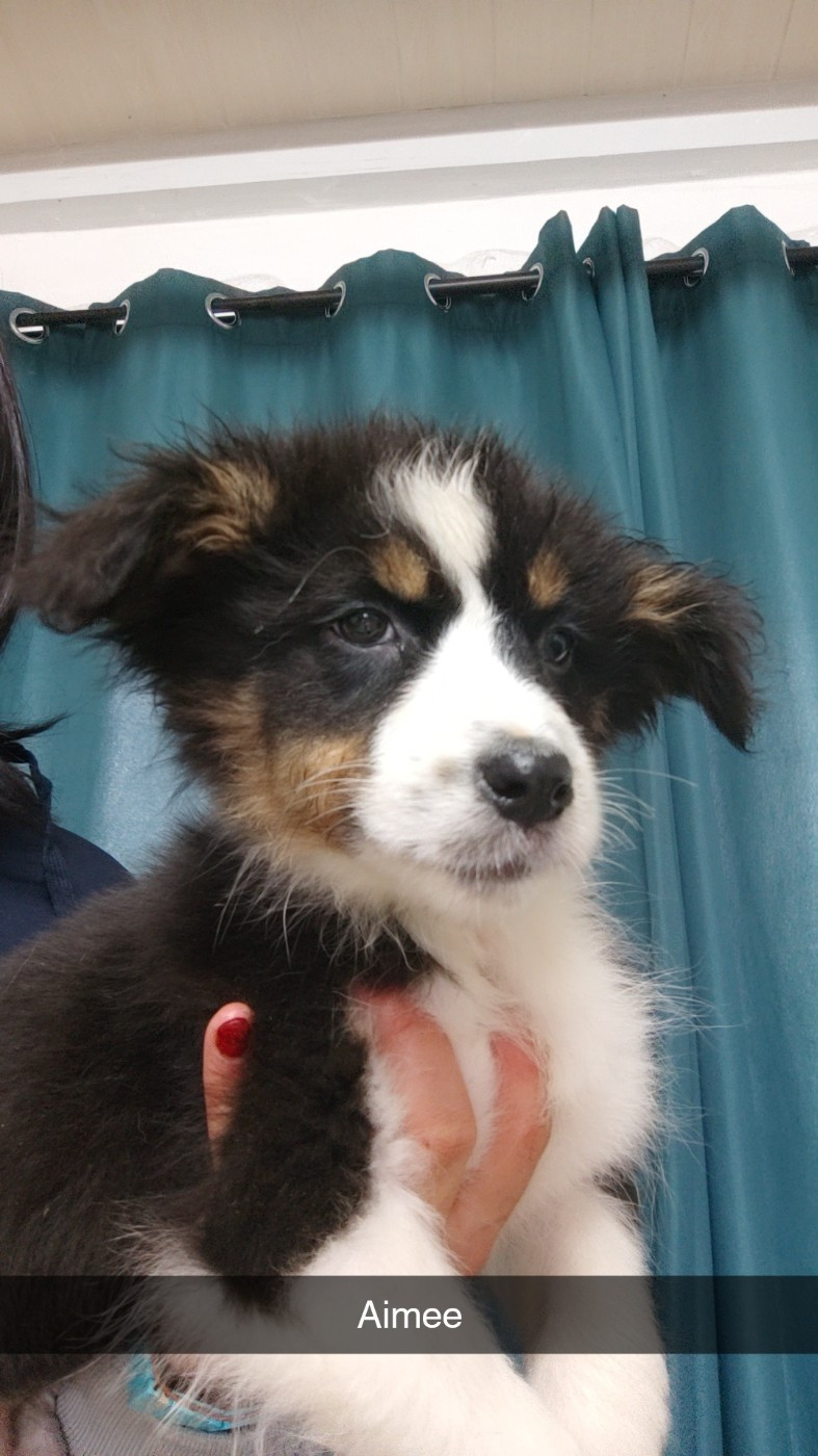 Domaine De Almeida Amor Eterno - Chiots disponibles - Berger Australien