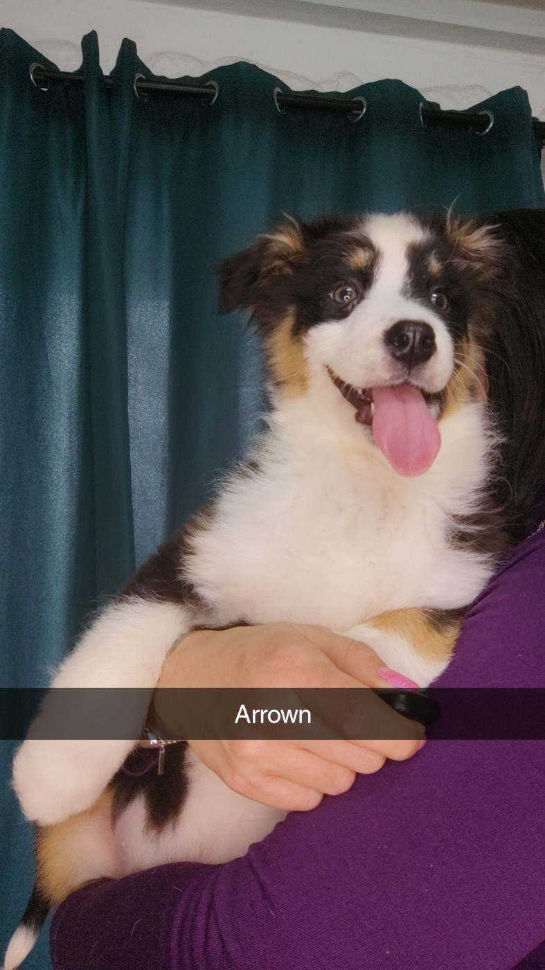 Domaine De Almeida Amor Eterno - Chiots disponibles - Berger Australien